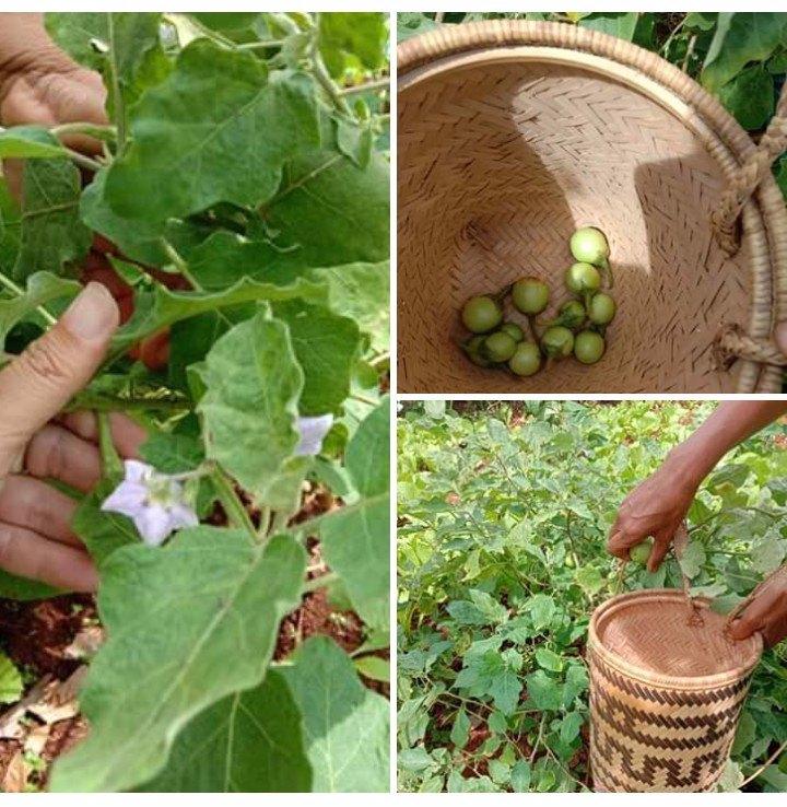 CÂY GIỐNG CÀ ĐẮNG TÂY NGUYÊN