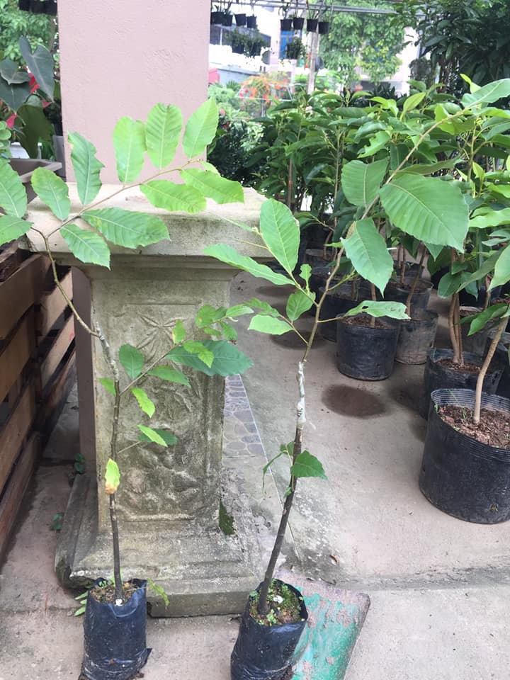 CÂY GIỐNG CÂY HẠT DẺ TRÙNG KHÁNH