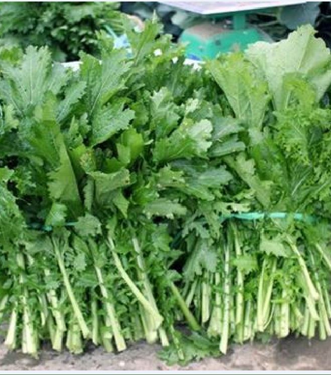 Hạt giống rau cải mèo Hà Giang - gói 100gram