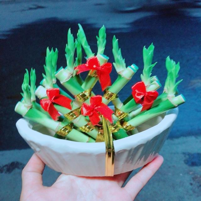 Chậu Trúc Phát Tài Thuyền May Mắn