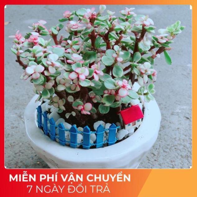 Chậu Đô La Hồng