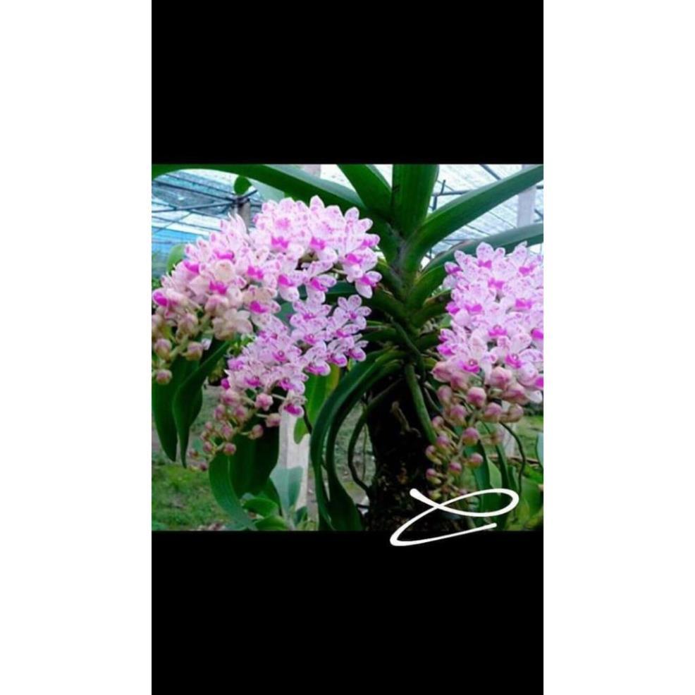 Sản Phẩm chậu đai châu thái 4 cặp lá