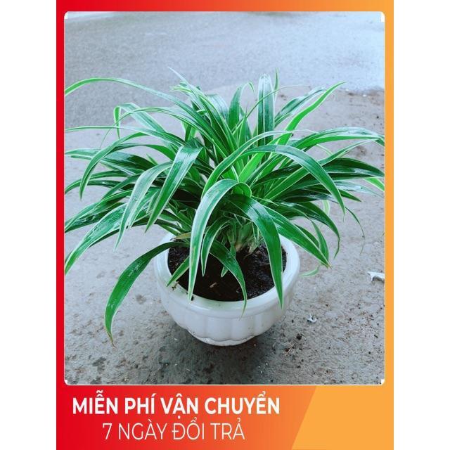 Chậu Lan Chi