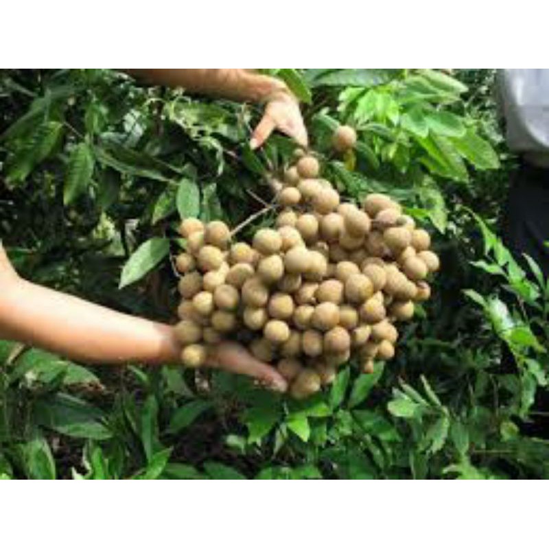 Cây giống nhãn hương chi cho trái sớm