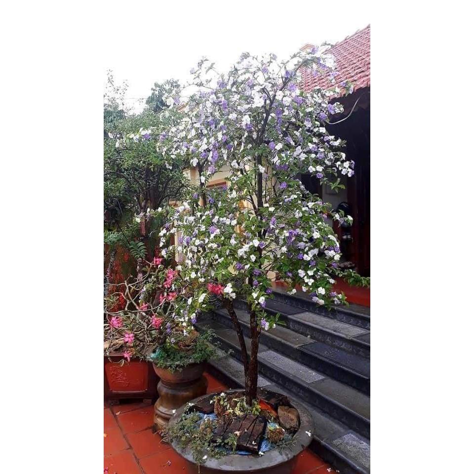 Nhài Nhật tím trắng