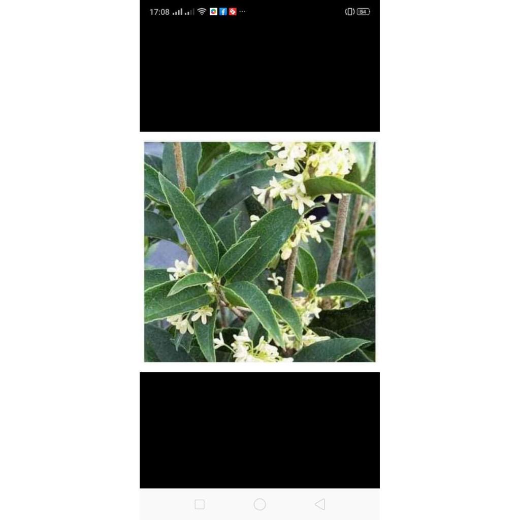 Cây Hoa Mộc Hương ...ra hoa quanh năm