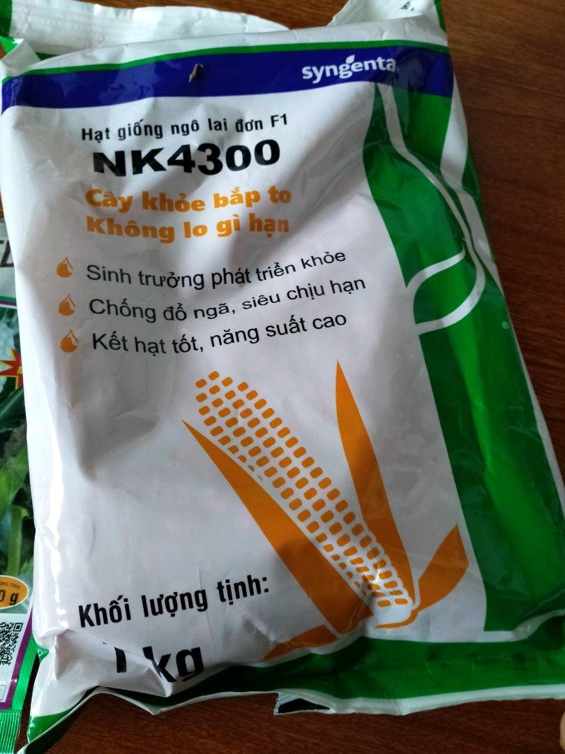 HẠT GIỐNG NGÔ SINH KHỐI NK4300 100gram- NGÔ LAI ĐƠN NĂNG SUẤT CAO -CCN-CCL