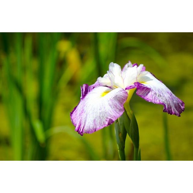 Hạt Giống Hoa Diễn Vĩ Hồng -
