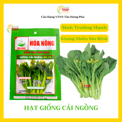 Hạt giống Cải Ngồng HN-19 | Hạt Giống | gói 20gr