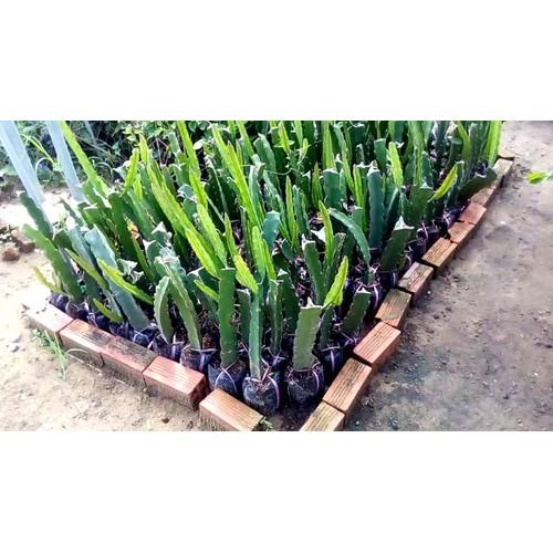 Cây giống thanh long ruột đỏ cao 30-40cm