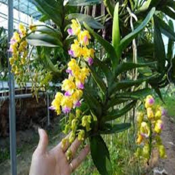Hoa lan giáng hương hoàng nhạn tháng 4