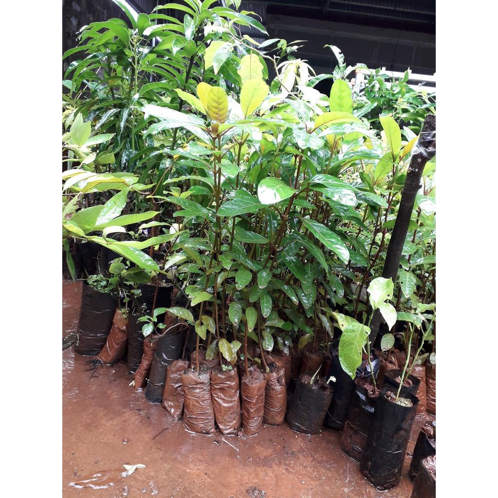 1 KG HẠT GIỐNG CÂY GÁO VÀNG