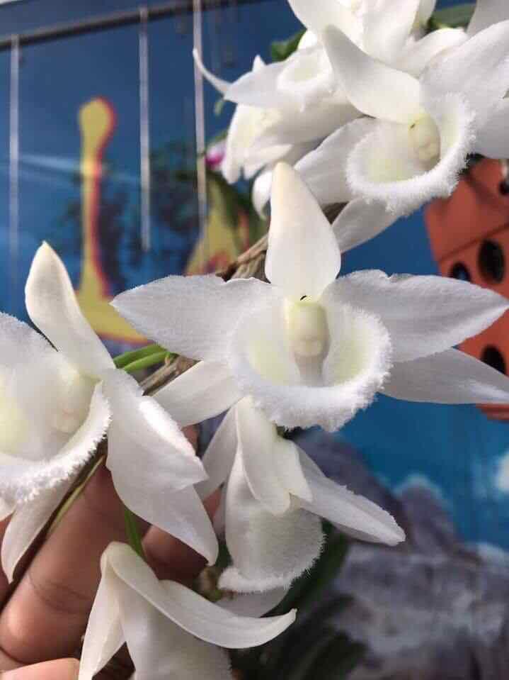 Hoa phong lan phi điệp trắng