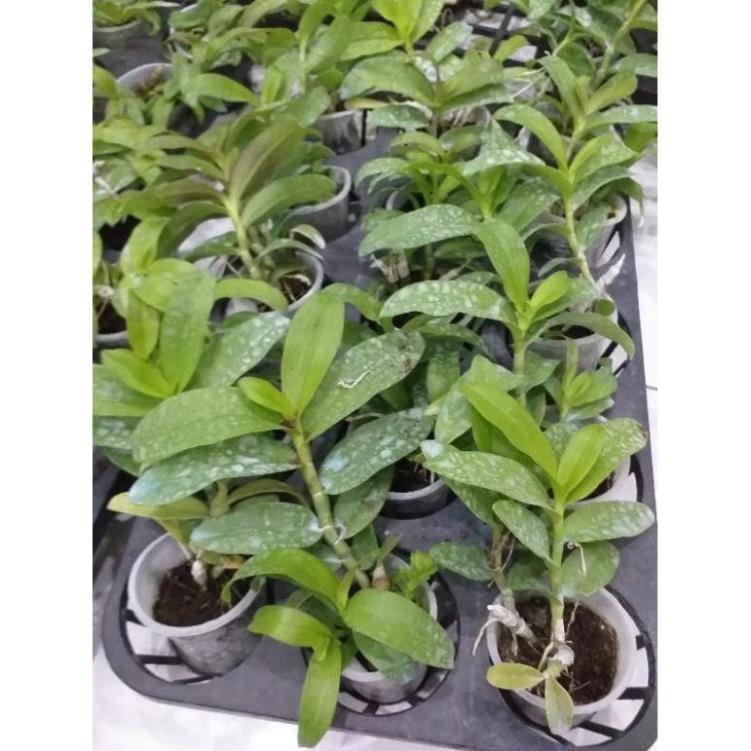 Hoa phong lan - 5ct quảng bình