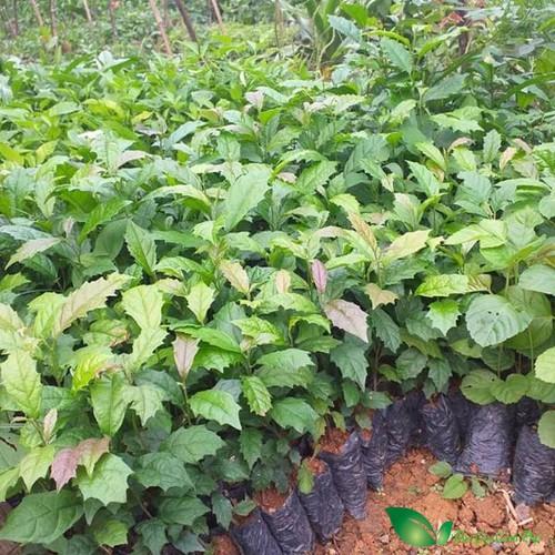 COMBO 5 CÂY XẠ ĐEN HÒA BÌNH GIỐNG