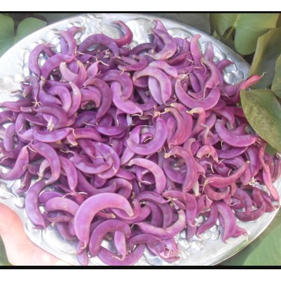 Hạt giống đậu ván tím