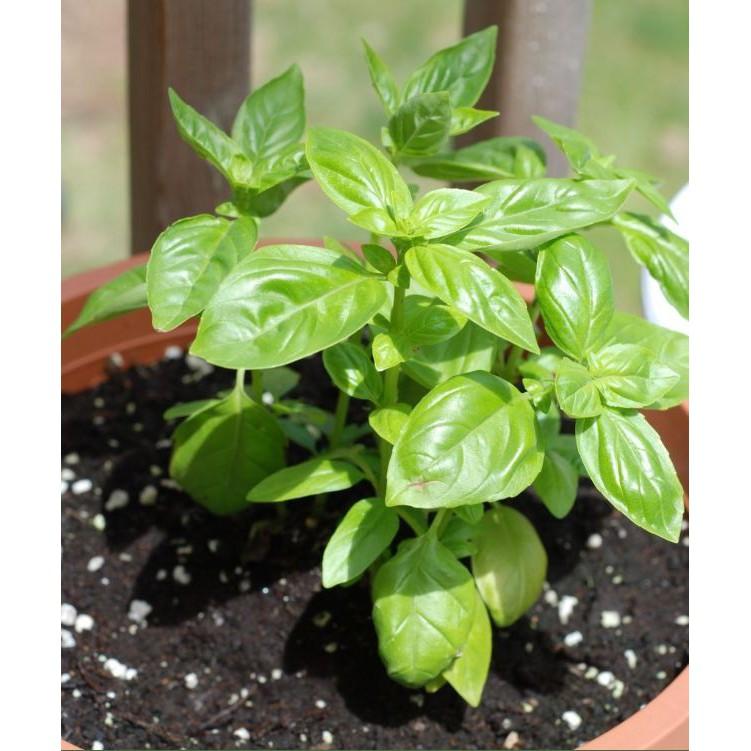 Hạt giống húng tây Húng tây – 1Gram/gói