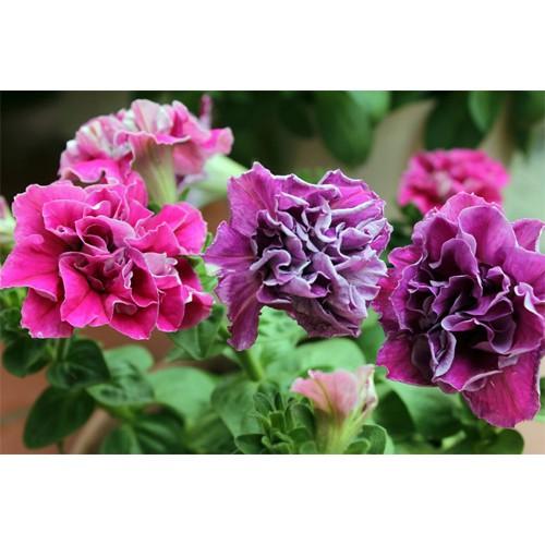 Hạt giống Dạ yên thảo kép nhiều màu tỷ lệ nảy mầm cao Petunia seeds