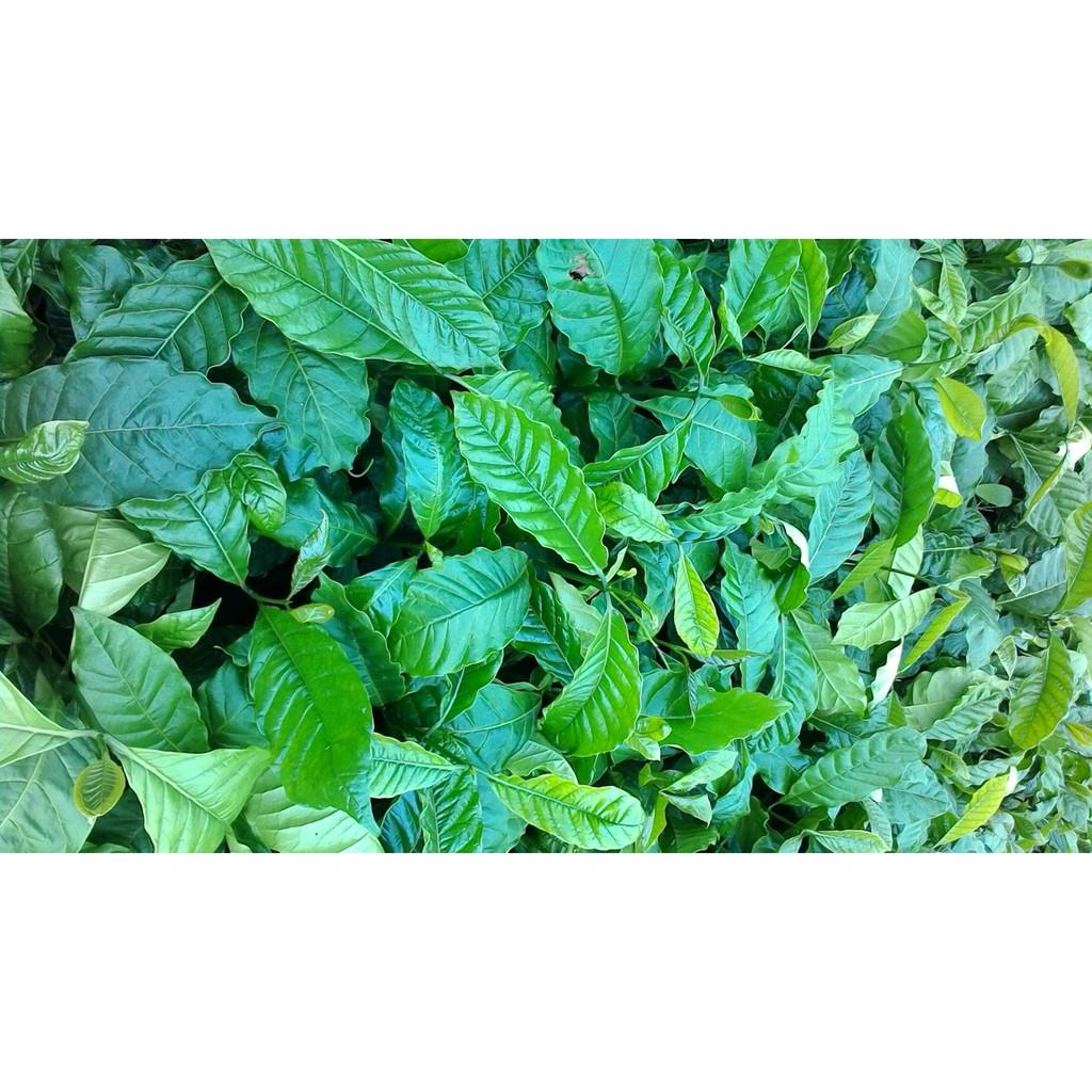 Hạt cà phê xanh lùn giống