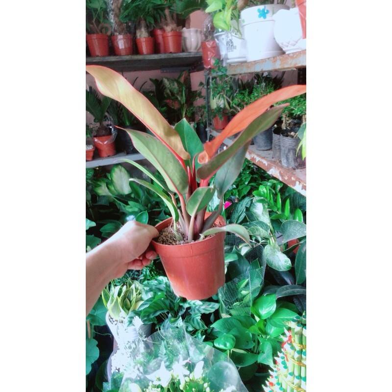 Đế Vương Đỏ Phong Thuỷ Tốt