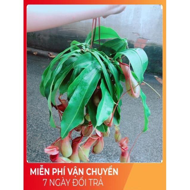 Chậu Cây Nắp Ấm Size Đại