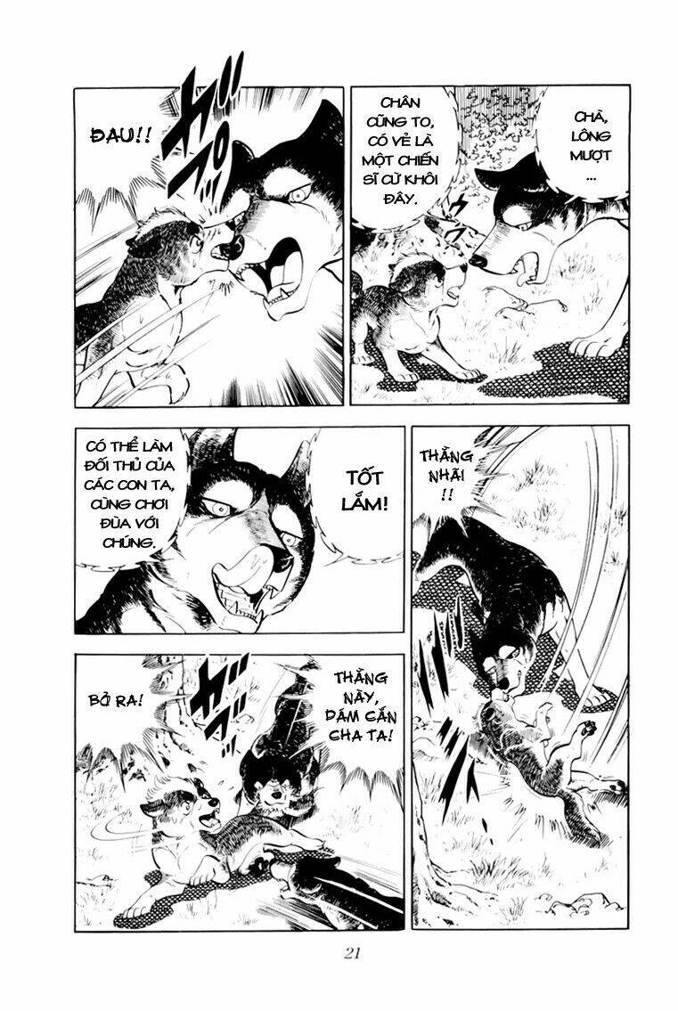 chú chó có nghĩa - ginga nagareboshi gin chapter 31 22