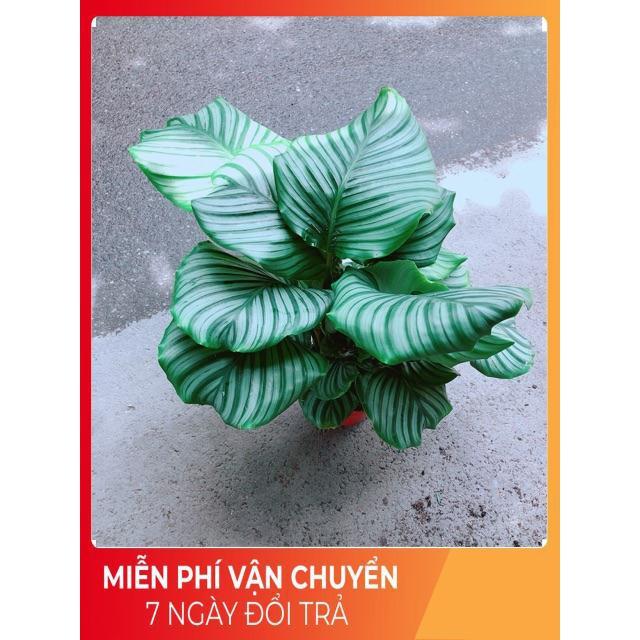 Đuôi Công Táo Xanh