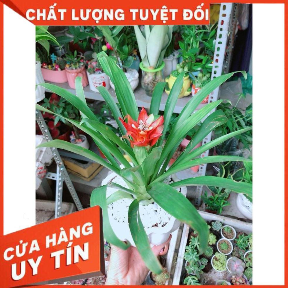 Chậu Phong Lộc Hoa Như Hình