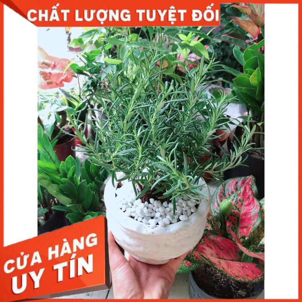 Chậu cây hương thảo Nhiều Người Mua