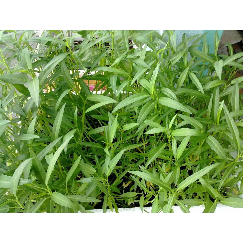 Hạt Giống Rau Muống Lá Tre Chịu Nhiệt, Thu Hoạch Nhiều Lần 100gram