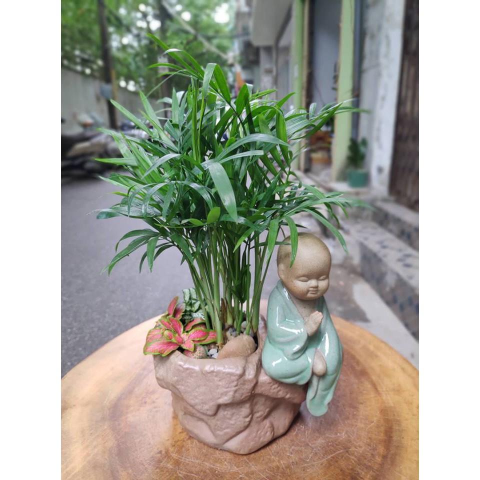 Cây cau tiểu trâm trồng chậu sứ đẹp, phối tiểu cảnh sinh động đẹp mắt, chụp ảnh cây trước khi gửi khách