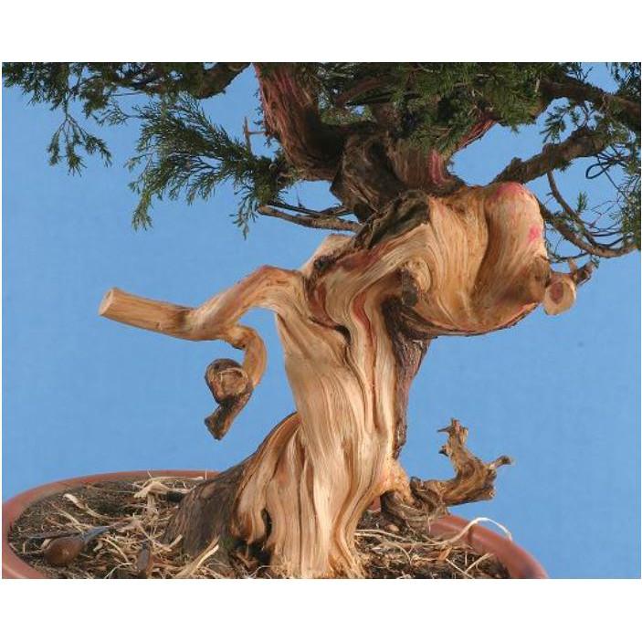 MŨI KHOAN MÀI KHẮC LŨA HỢP KIM - MŨI PHAY PHÁ LÀM GỖ LŨA CÂY CẢNH BONSAI QUẢ ĐÀO XANH 10/14MM