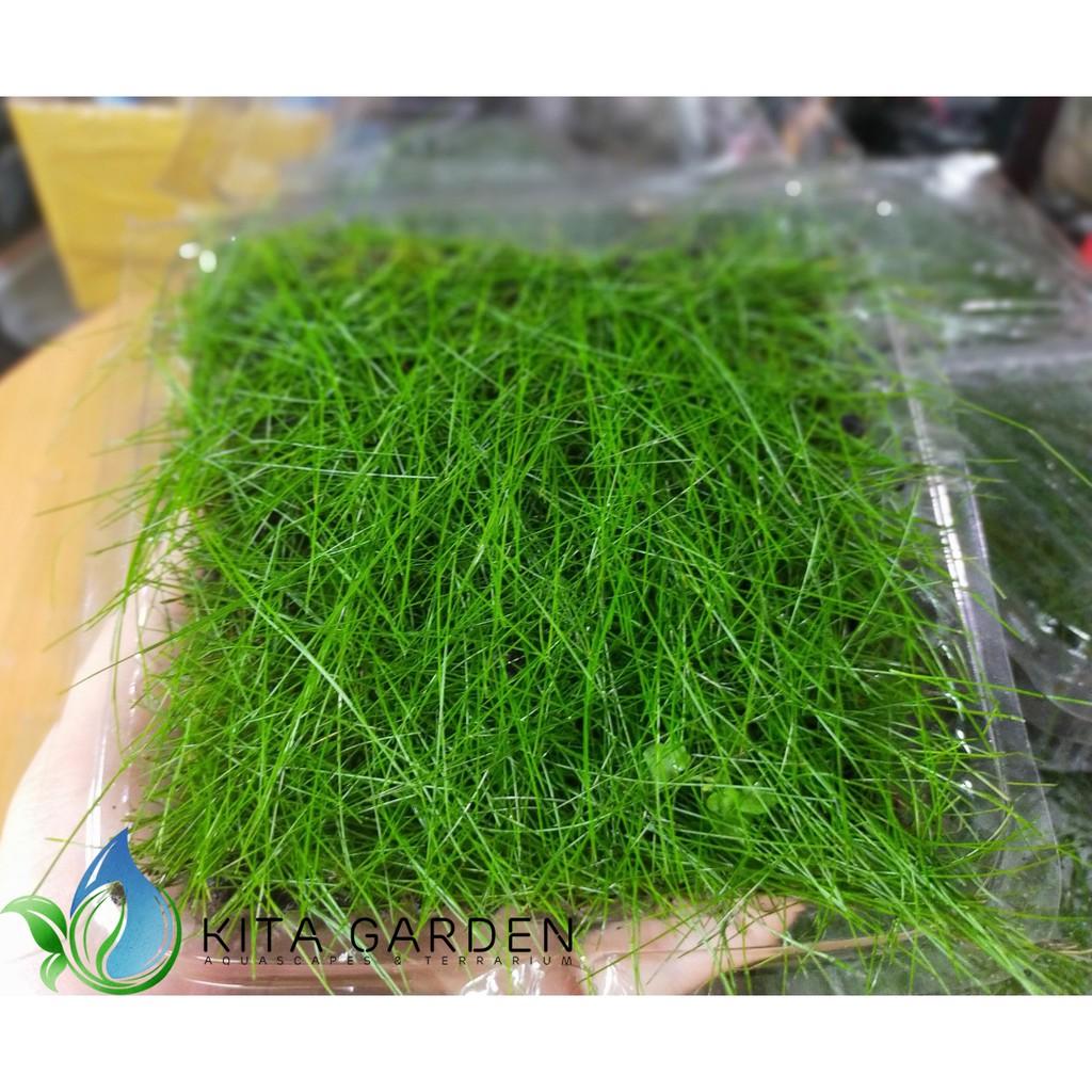 Ngưu mao chiên lùn - Cây thủy sinh trải nền - khay 1 tấc