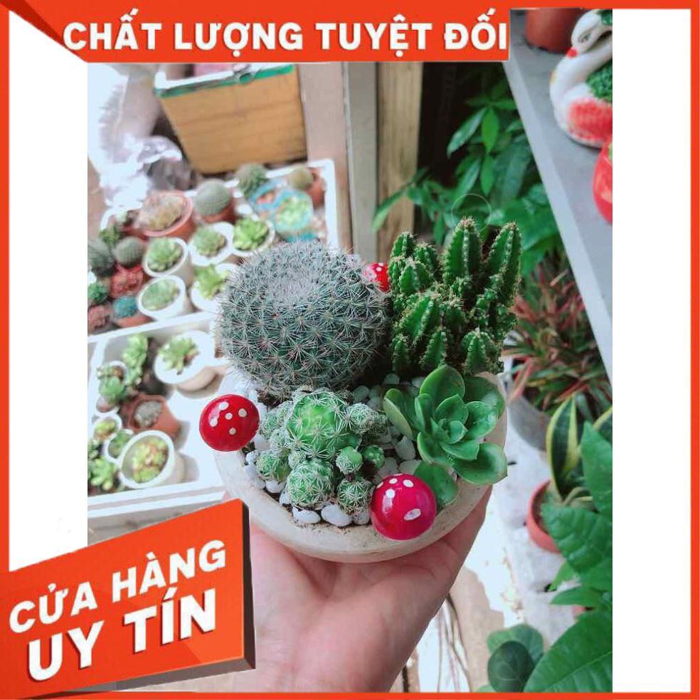 Chậu xương rồng mix Nhiều Người Mua