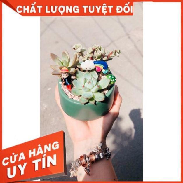 Chậu tiểu cảnh đẹp