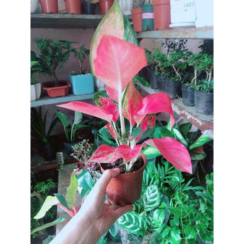 Cây Huyết Rồng