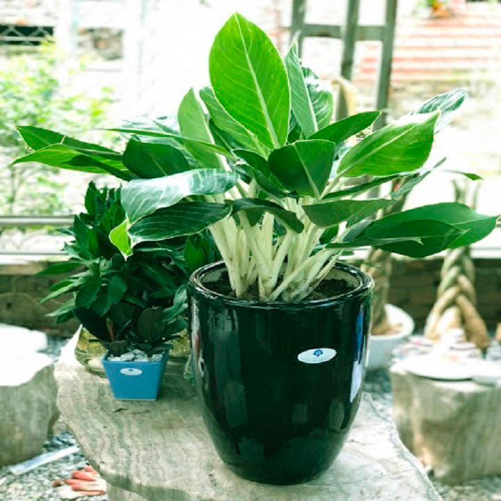 CÂY BẠCH MÃ HOÀNG TỬ, CÂY PHONG THỦY