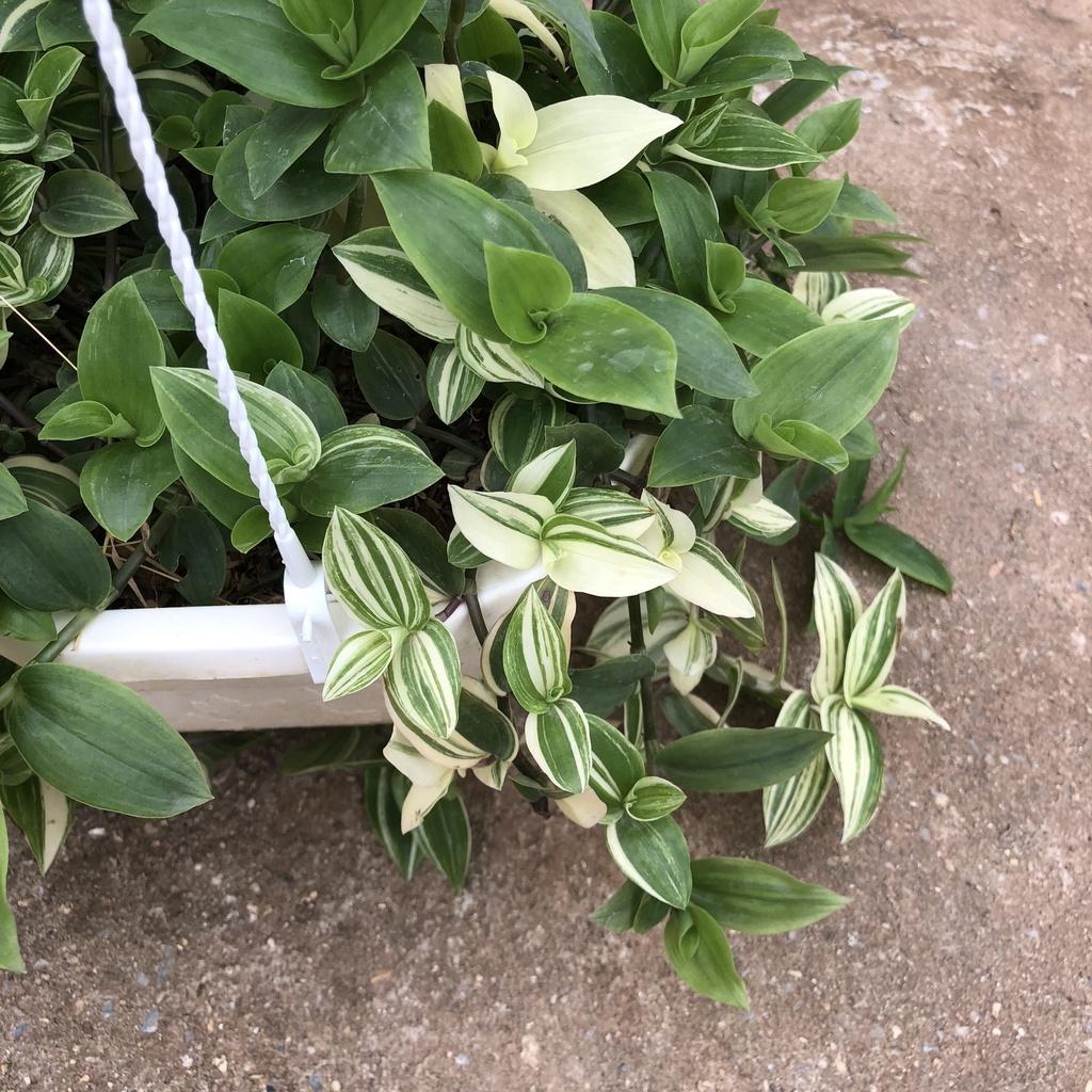 Cây thài lài cẩm thạch, Ngọn buông dài 20cm lá đốm bắt mắt sức sống mãnh liệt thích hợp treo ban công