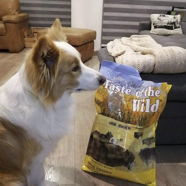 Thức Ăn Cho Chó Corgi Taste Of The Wild Bao 500g - High Praire Bò Rừng & Nai Nướng, Trái Cây Rau Củ Quả