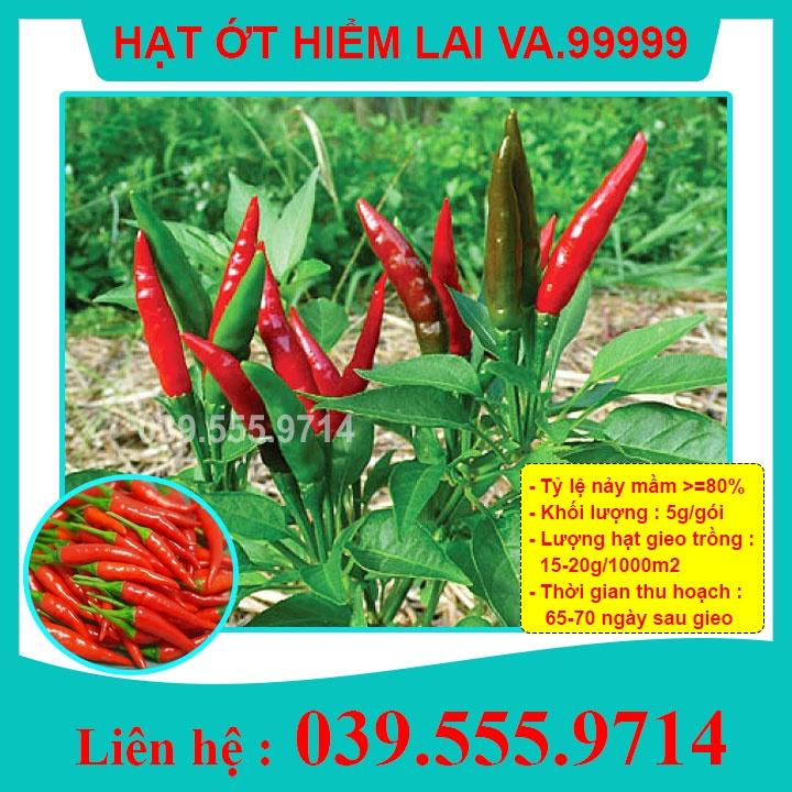 Hạt Giống Ớt Hiểm F1 VA.99999 Năng Suất Cao , Quả To Đẹp