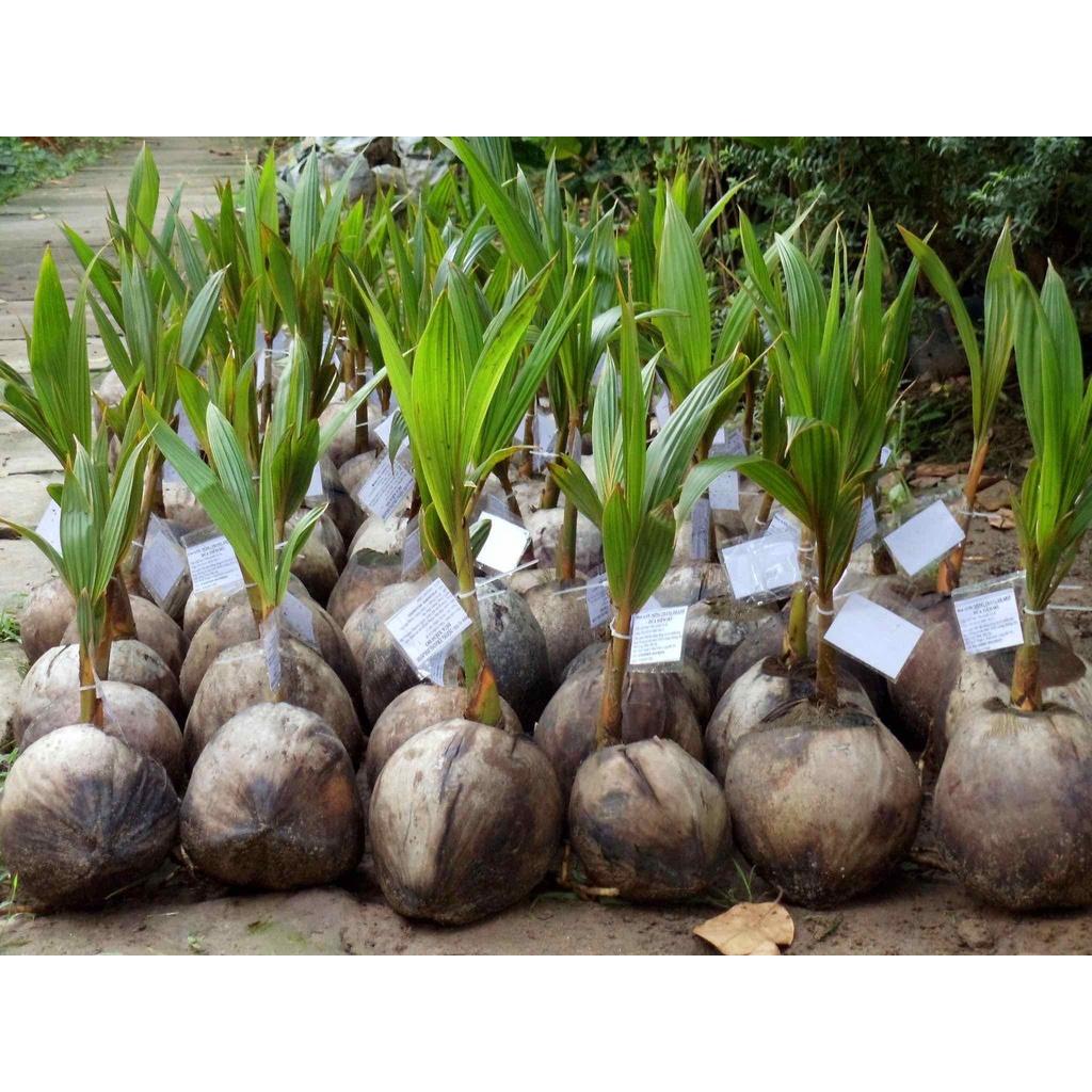 Cây giống dừa sáp hàng chuẩn F1