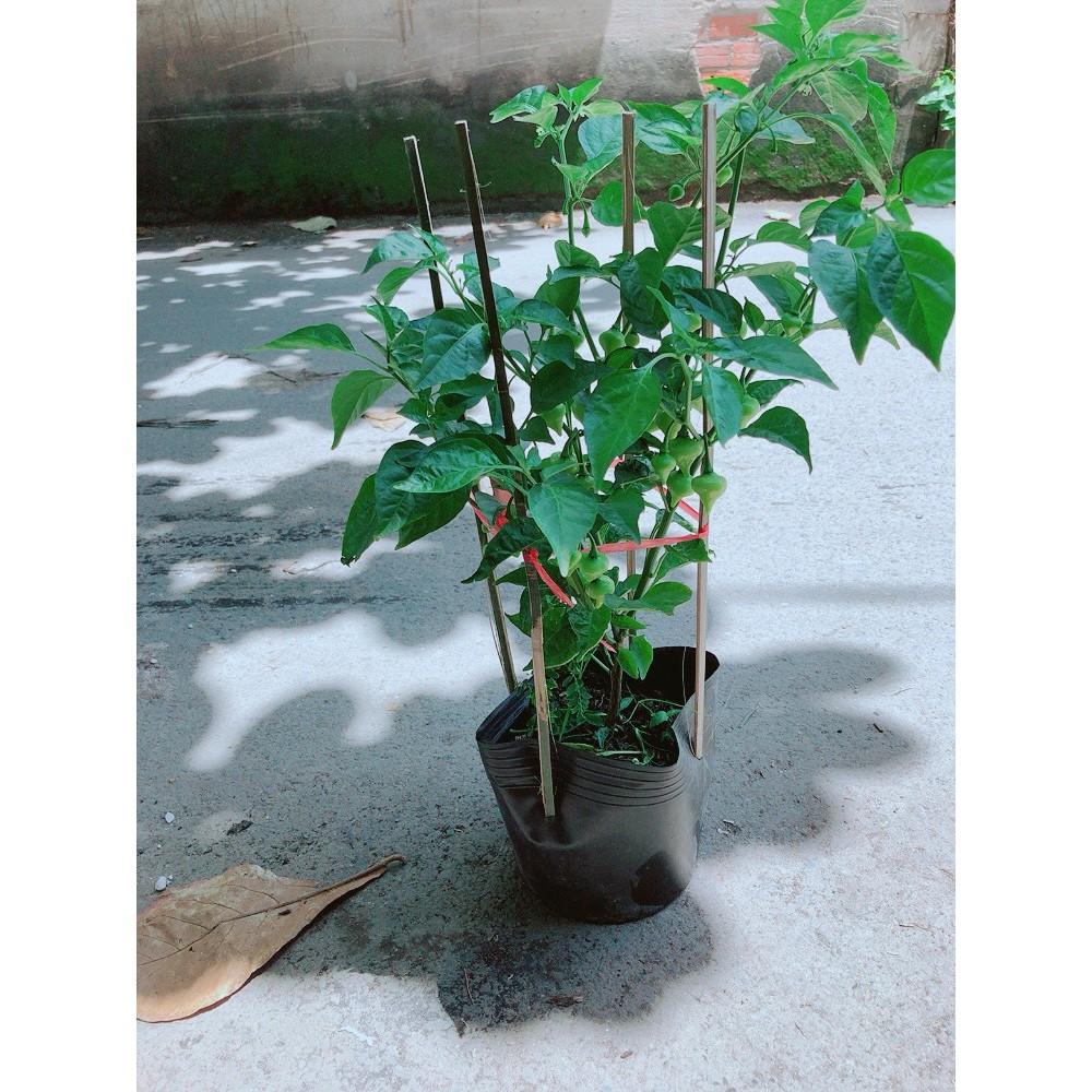 Ớt Kiểng Biquinho Độc Lạ Ăn Được