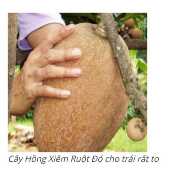 Hồng xiêm ruột đỏ quả siêu to