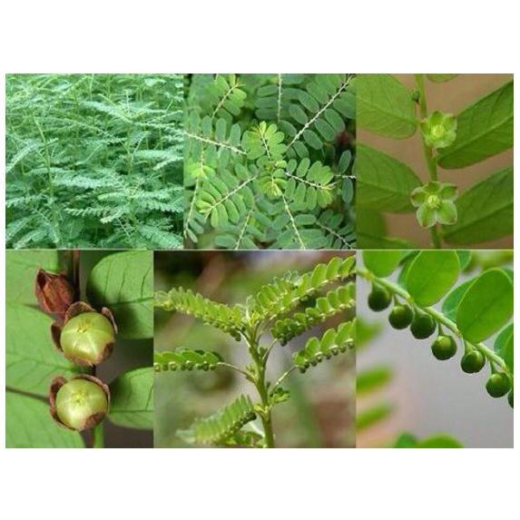 Cây giống Hạ Diệp Châu