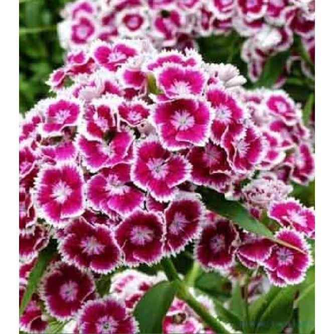 Hạt giống hoa cẩm chướng chùm mix màu KNS3597 - Gói 50 hạt