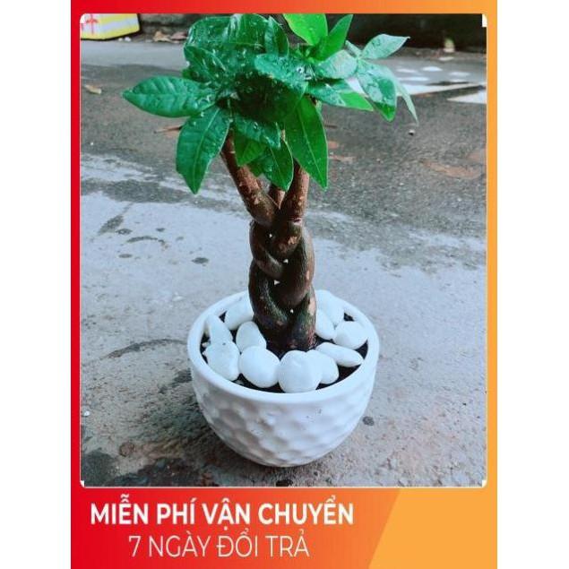 Chậu Kim Ngân Thắt Bính 3 Thân