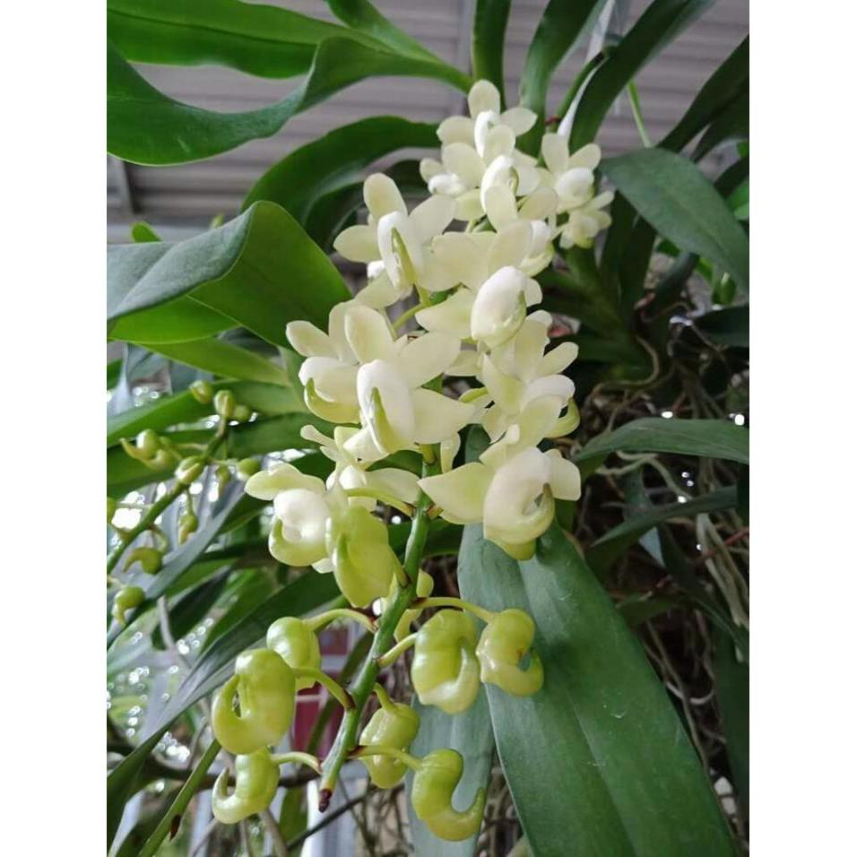 Hoa phong lan quế lan hương