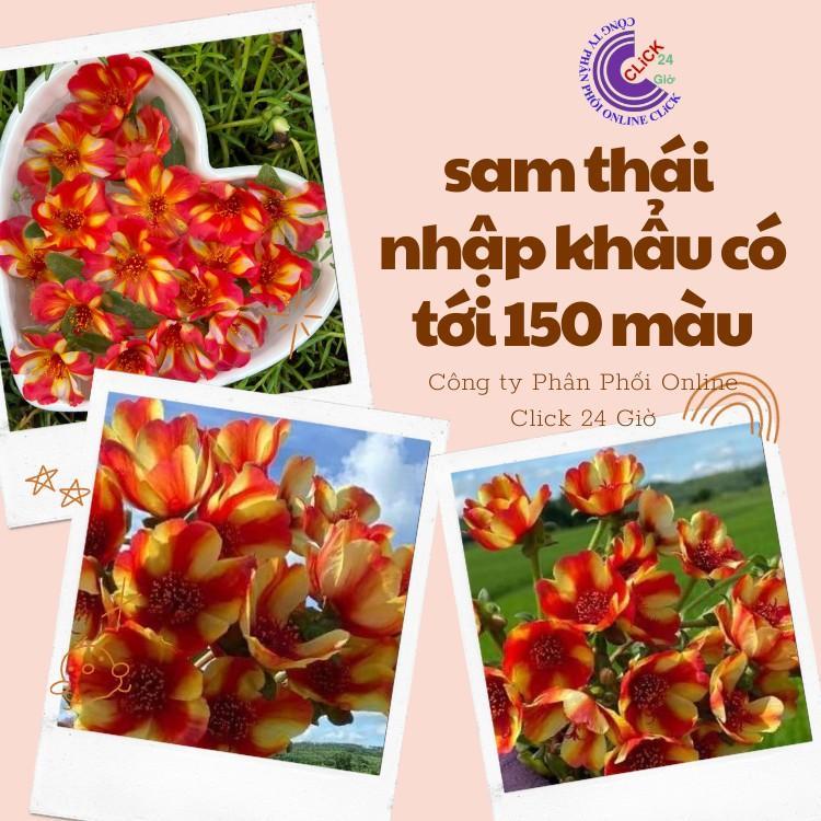 Cành Giống Hoa Sam Chuẩn SAM THÁI Nhập Khẩu Hoa To Màu Số 3 Đẹp Rực Rỡ Hoa Mười Giờ