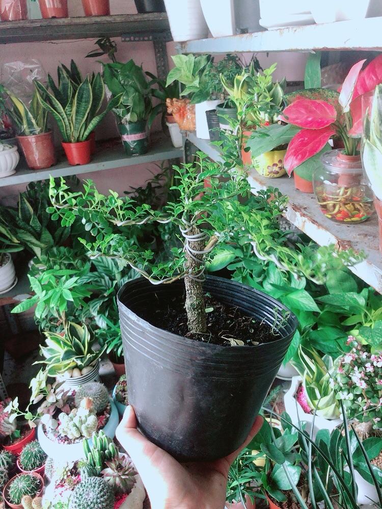Cây Cần Thăng Bonsai