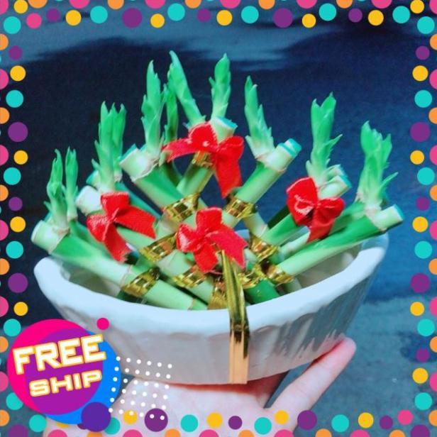 Chậu Trúc Phát Tài Thuyền May Mắn
